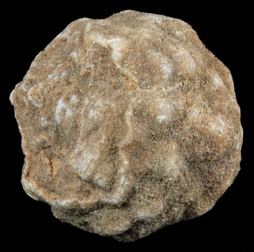 Flower-Like Sandstone Concretion - Pseudo Stromatolite #62203